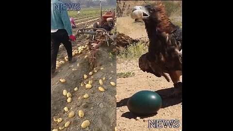 One person is harvesting potatoes with a machine. Meanwhile, a kite is eating its own egg.