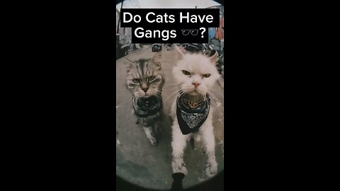 Do cats have Gangs? #cats #catslife #pets