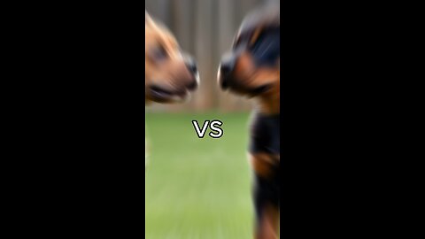 Rottweiler Puppy vs Pitbull puppy ( German Shepherd, Husky, Doberman, labrador retriever, Pointer).
