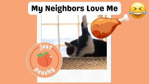 Funny Cat Video: Tuxedo Digs Peach by Sunny Open Window | Cute Pet Fails