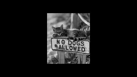 Cats only