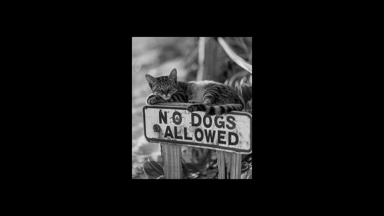 Cats only