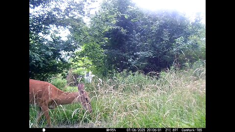 Deer Cam 07-06-2025 Doe Game Cam Trail Cam