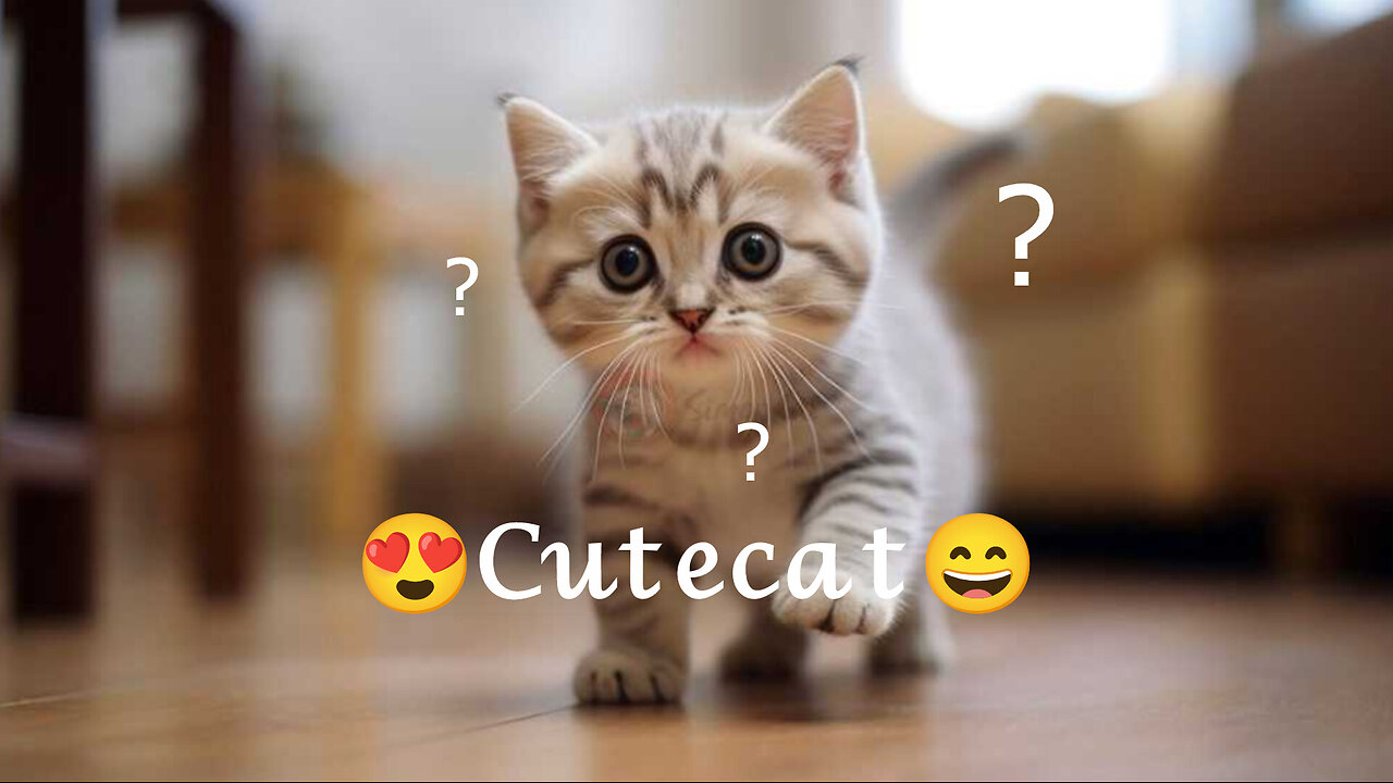 Cutecat😍