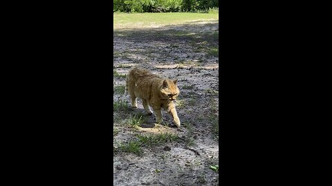 Cat 🐈 in nature.
