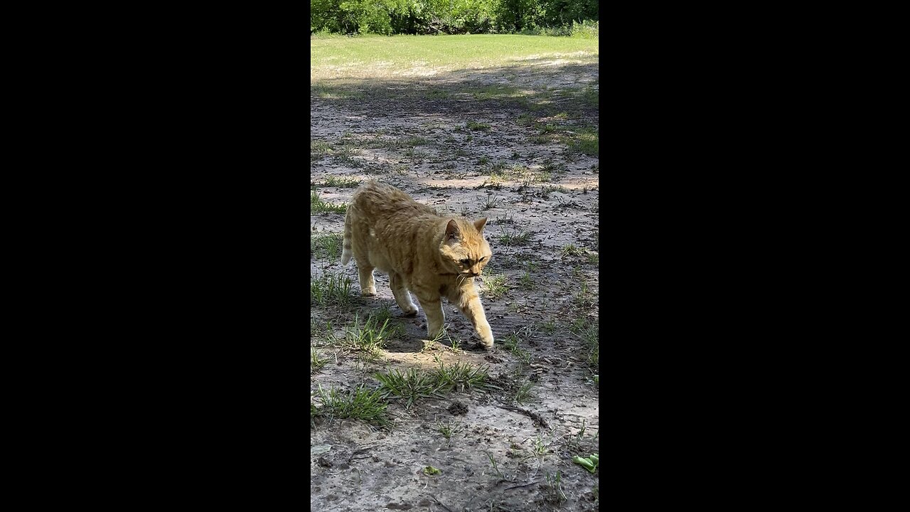 Cat 🐈 in nature.