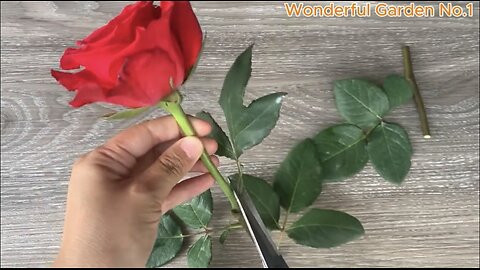 Stick a rose cutting in this water — 999 roots by morning!