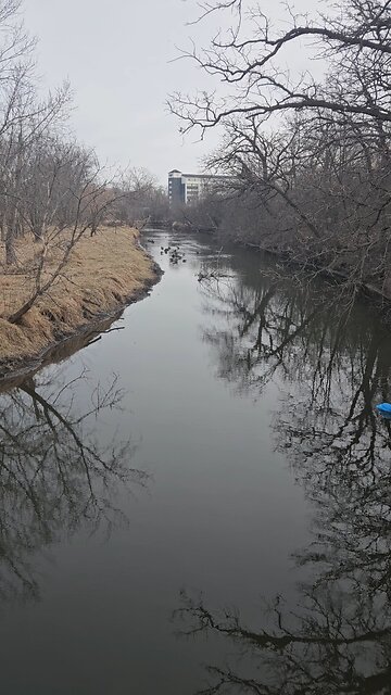 Two Big Flocks of Geese on Salt Creek