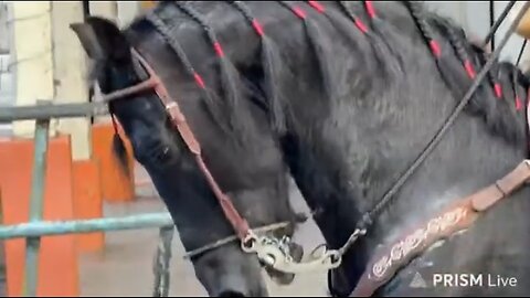 🛑 I PEE TOO-IRL DAYTIME IN THE STREETS OF EL SALVADOR 12-21-25