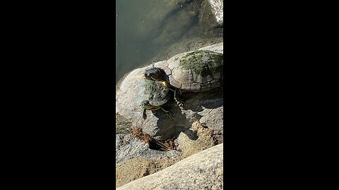 Red-Eared Slider Turtles 🐢 #redearedslider #followme #shorts #viral #trending #turtles #turtle