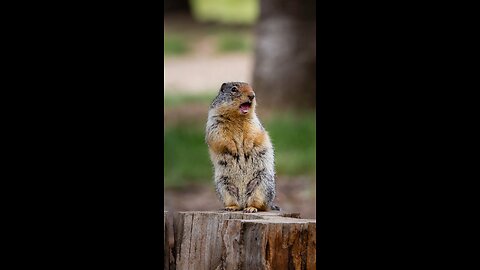 "The Singing Prairie Dog"