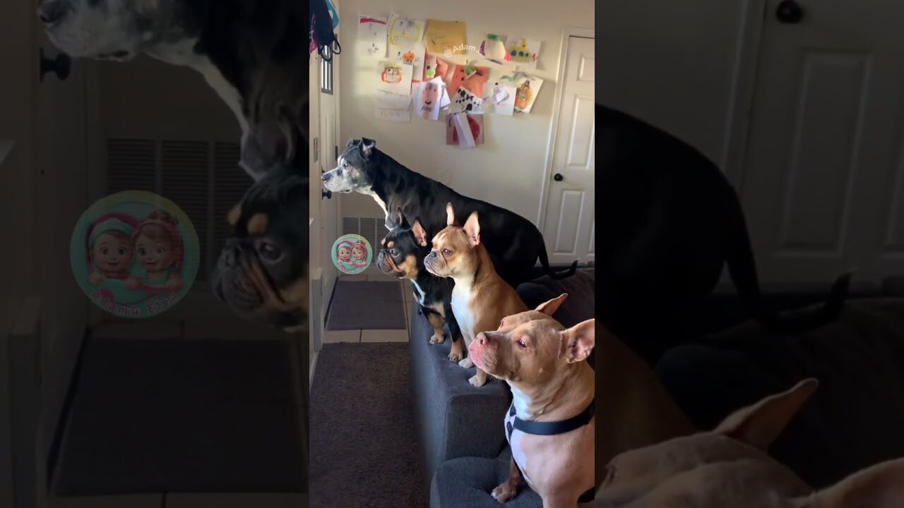 Doggo Makeover Day: Hairstyles Edition x 1