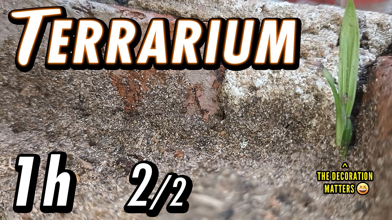 ASMR | The march of the tiny ants, doing God knows what - 1h 2/2