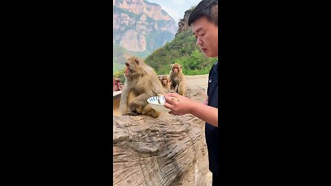 Monkey Action