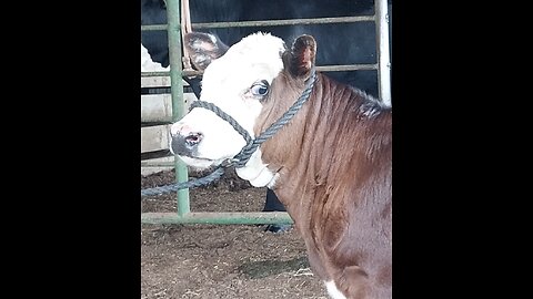Let's Talk About Dehorning