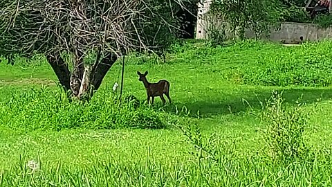 deer 4of5