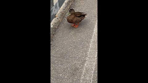 Mallard Ducks 🦆 #mallardducks #shorts #viral #trending #ducks #duck #followme