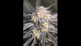Lovers Moon 6 weeks and Grandpa's crescendo lemon cherry gelato cookies