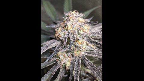 Lovers Moon 6 weeks and Grandpa's crescendo lemon cherry gelato cookies