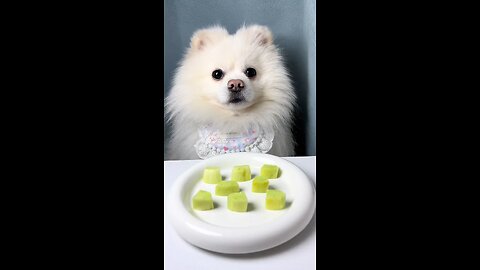 Immersive eating for puppies.