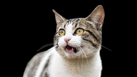 Dang...They Are Male Feminists