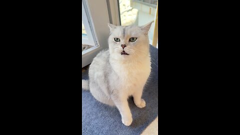 Funny pet video