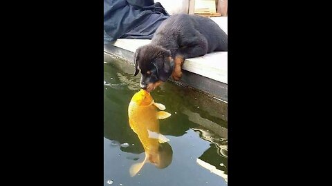 "Fins & Fur: An Unlikely Friendship