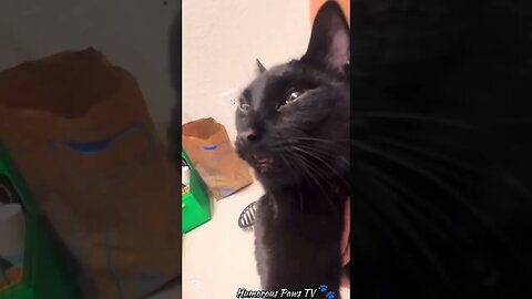 Pets Who Took Being Silly to Another Level!