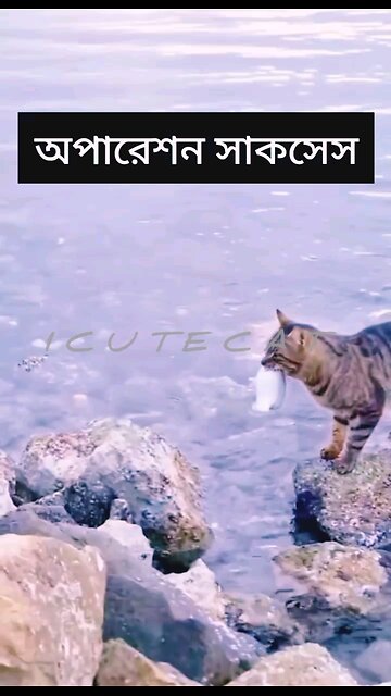 🎉Happy birthday everyone🌞It's To LAUGH When Watching This Video Cute DOG|cute cat|Please Follow me