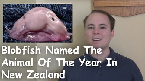 Blobfish Named The Animal Of The Year In New Zealand