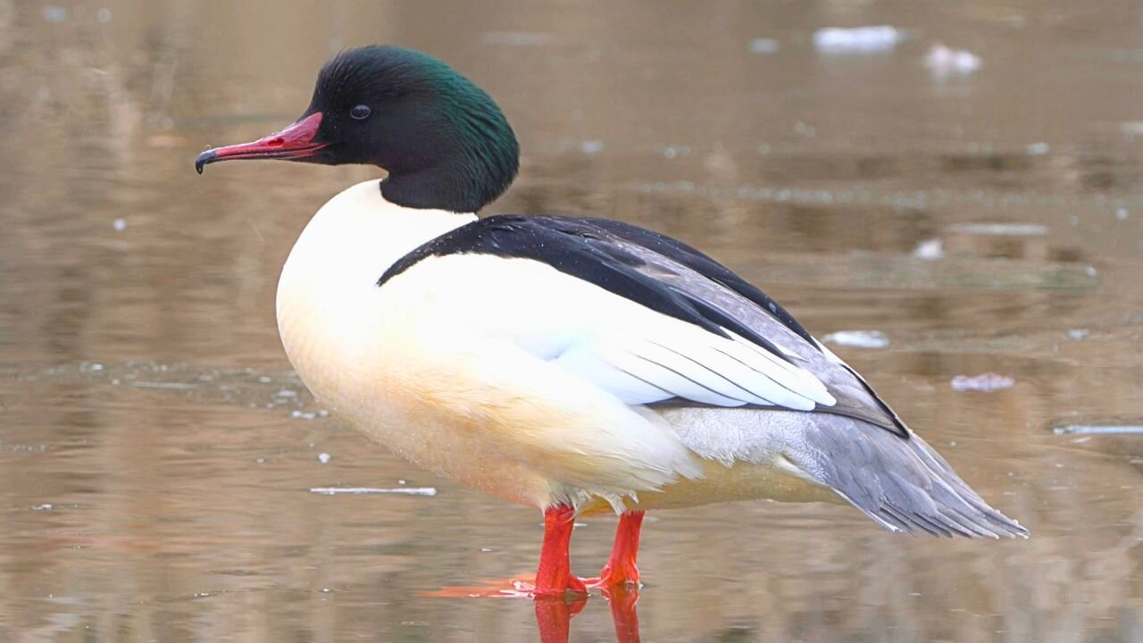 Male Goosander Duck Loitering on the Ice