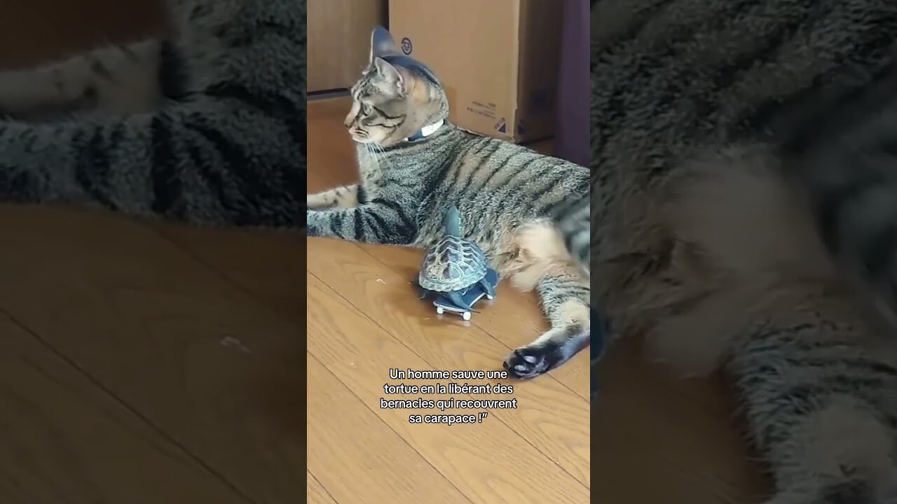 Guy found a turtle in the middle of the ocean and saved her life