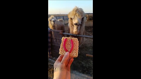 "Camel Tricked into Eating Spicy Chili Noodles! 🌶🐪😂"