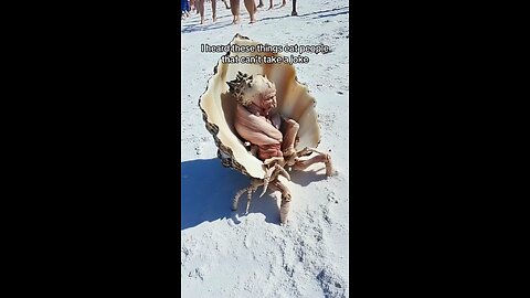 Weird creatures being studied on the beach