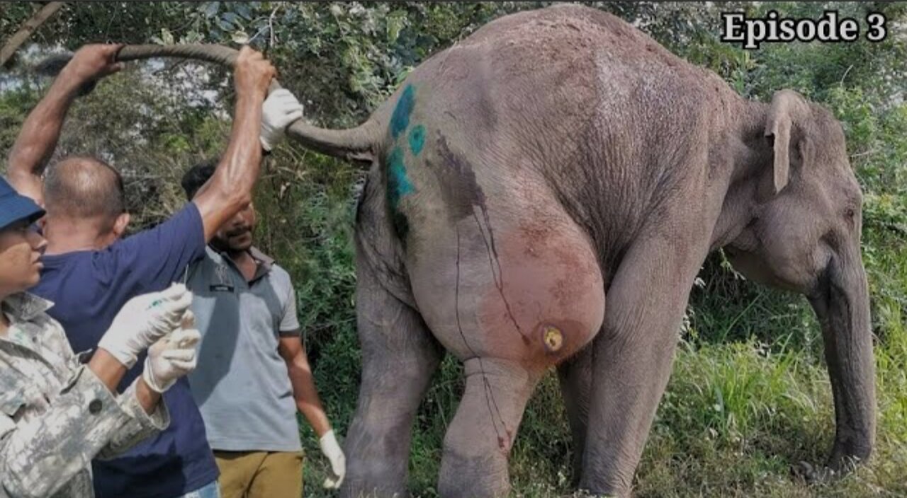 The elephant was shot in the leg.