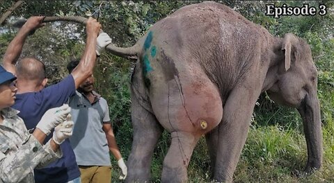 The elephant was shot in the leg.