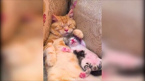 Funniest Animals And Cute Animals Compilation 2025