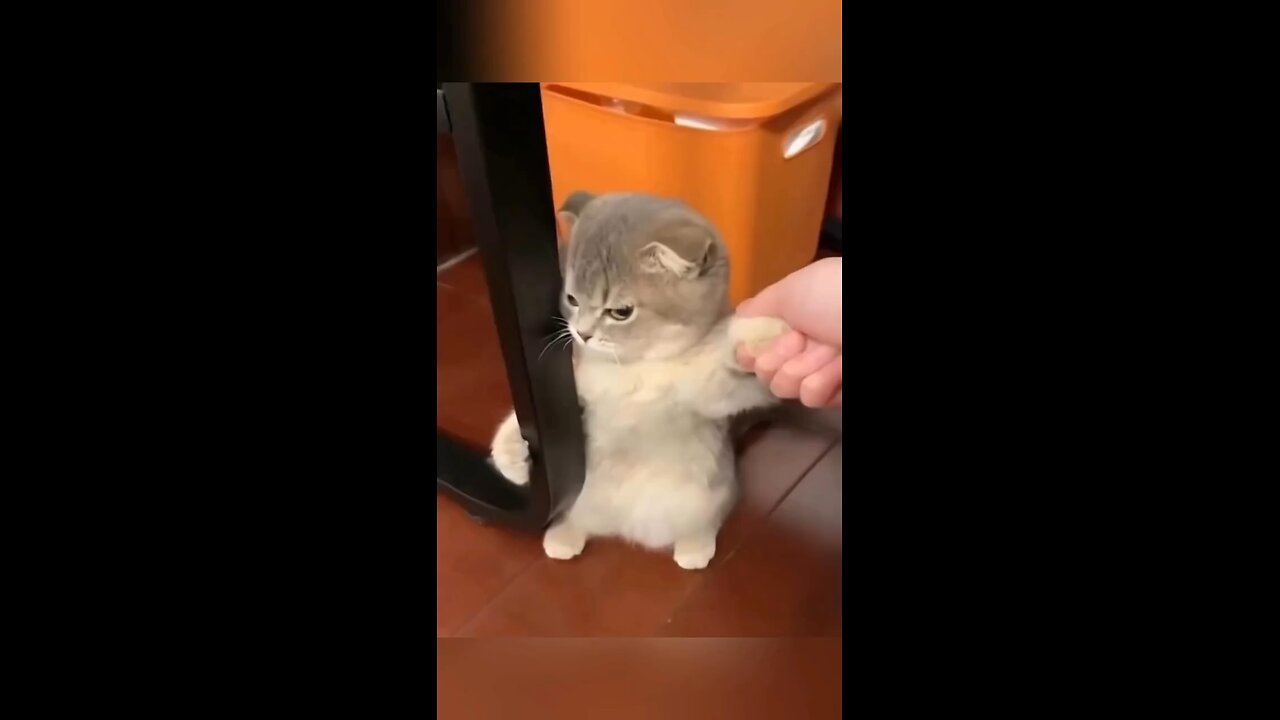 # Cuteee be angry 😺 🥰🥺