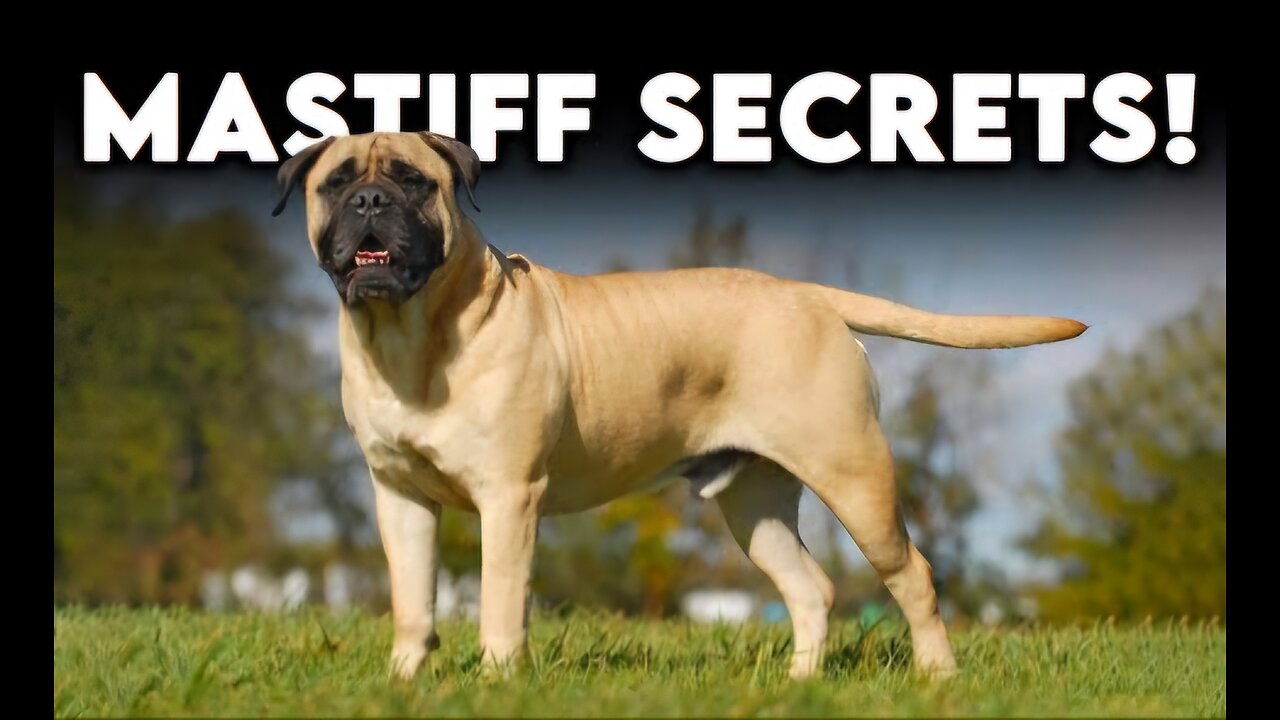 What Makes ENGLISH MASTIFFS So LOYAL.