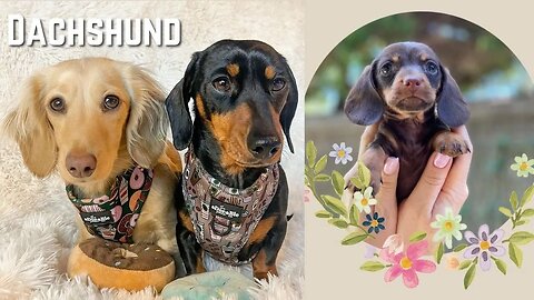 Playful Dachshund Video Compilation Try To Not Laugh Best Sausage Weiner puppies Miniature Teckel.