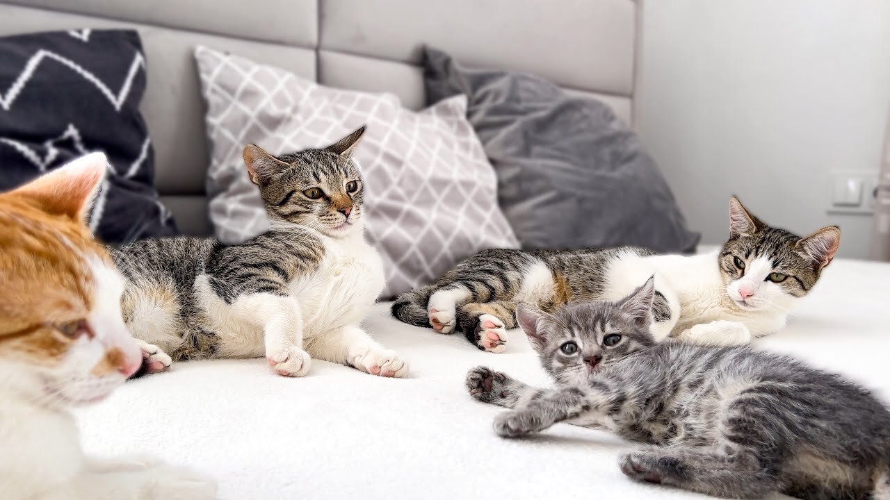 Funny Cats Shocked to Meet a Tiny Kitten