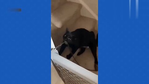funny animal
