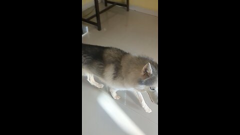 Don the Husky