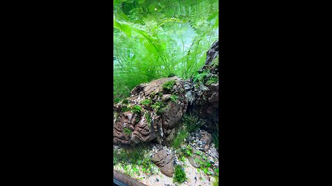 Calming Aquascape Aquarium 🌱 | Nature Inside Glass