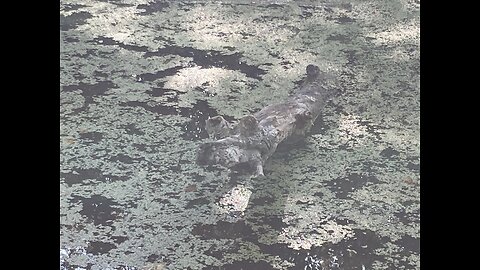 Psychological Programming