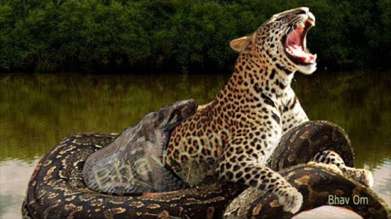 2 Leopards VS 1 Huge Python