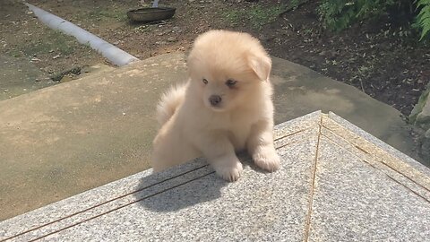 The world's most harmless Vlog