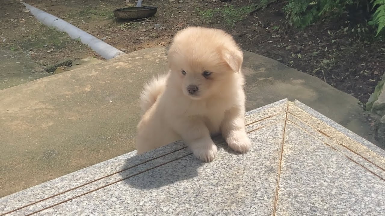 The world's most harmless Vlog