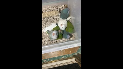 Baby Quakers