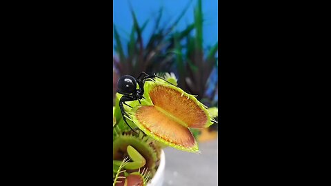 Black widow caught in Venus fly trap